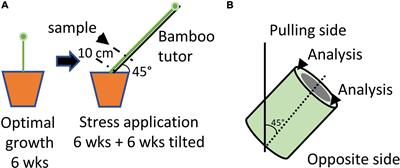 Raman spectroscopy mapping of changes in the organization and relative quantities of cell wall polymers in bast fiber cell walls of flax plants exposed to gravitropic stress